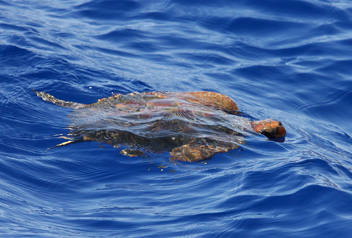 Caretta caretta